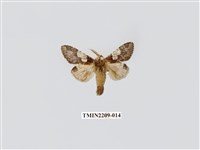 藏品(白斑舟蛾)的圖片